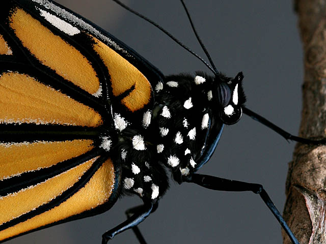 Butterfly Detail