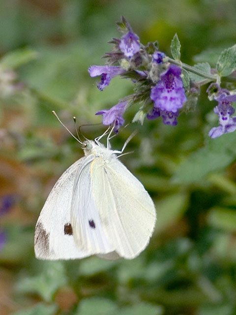 Cabbage White Butterfly