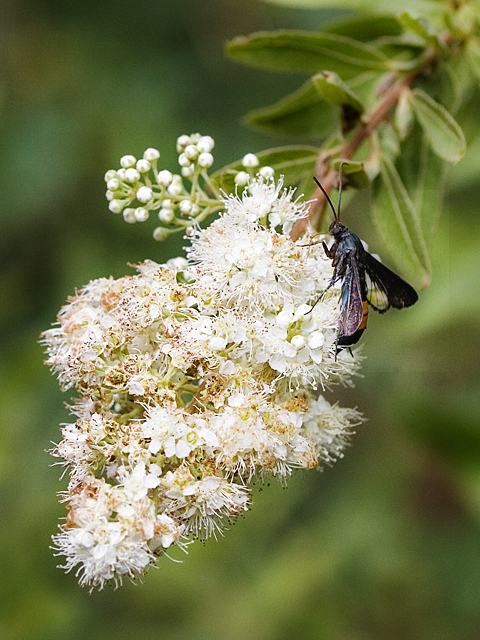 Deer Fly