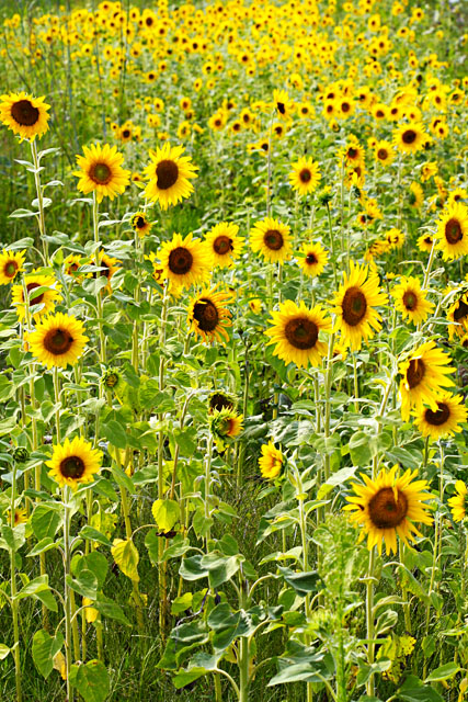 Here Comes the Sun