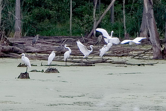 Egrets and Herons