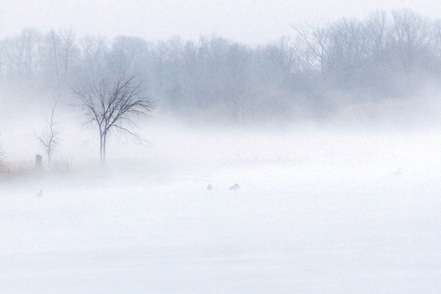 Canada Geese in the Fog