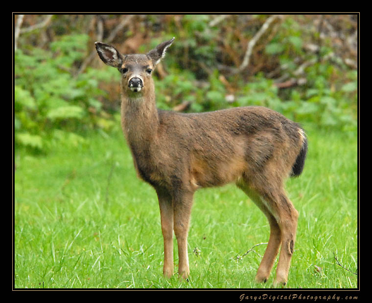 deer02_0955.jpg