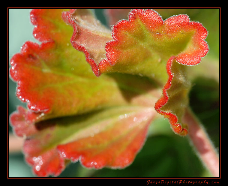 geranium_leaf01_1271.jpg