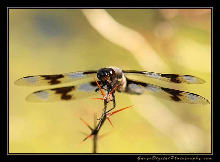 dragon_fly01_5063.jpg