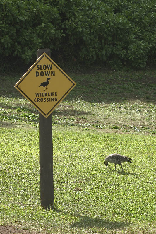 Wildlife Crossing