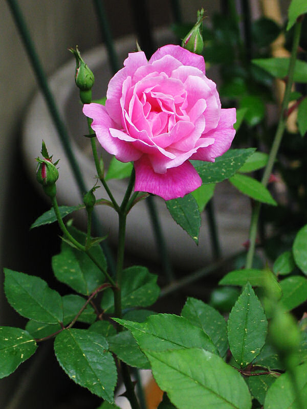 Old Blush