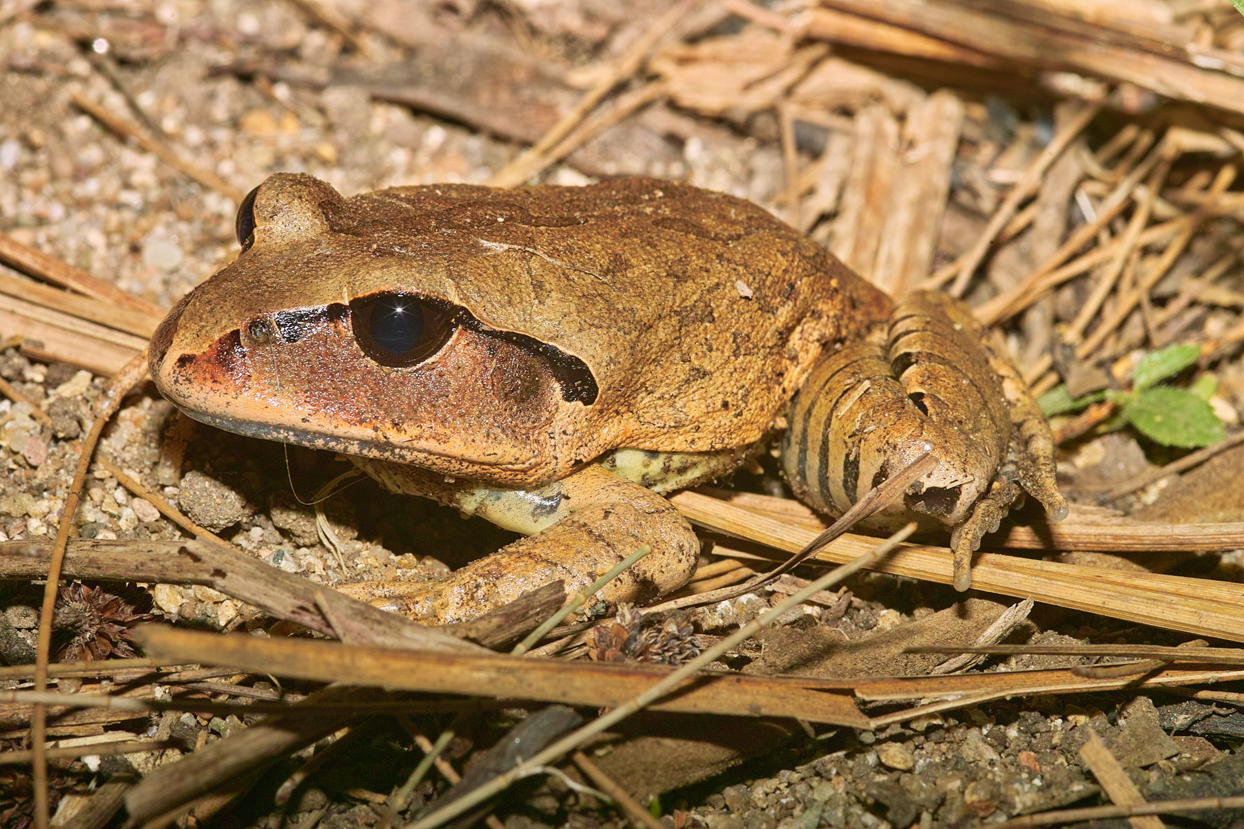 Great Barred Frog