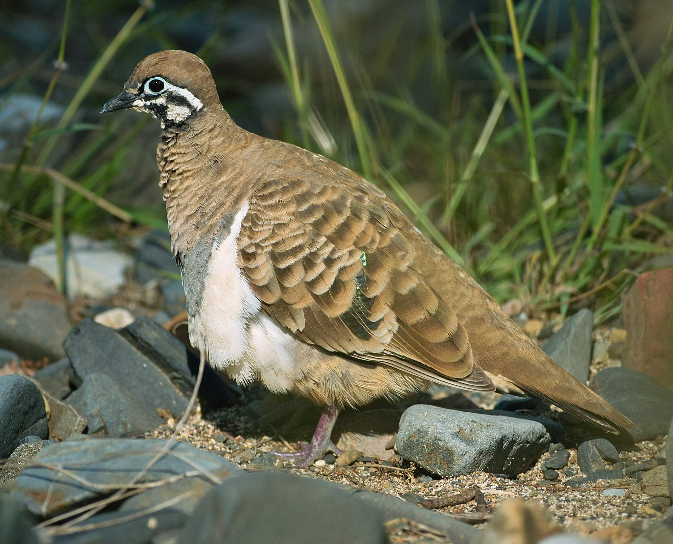 Squatter Pigeon