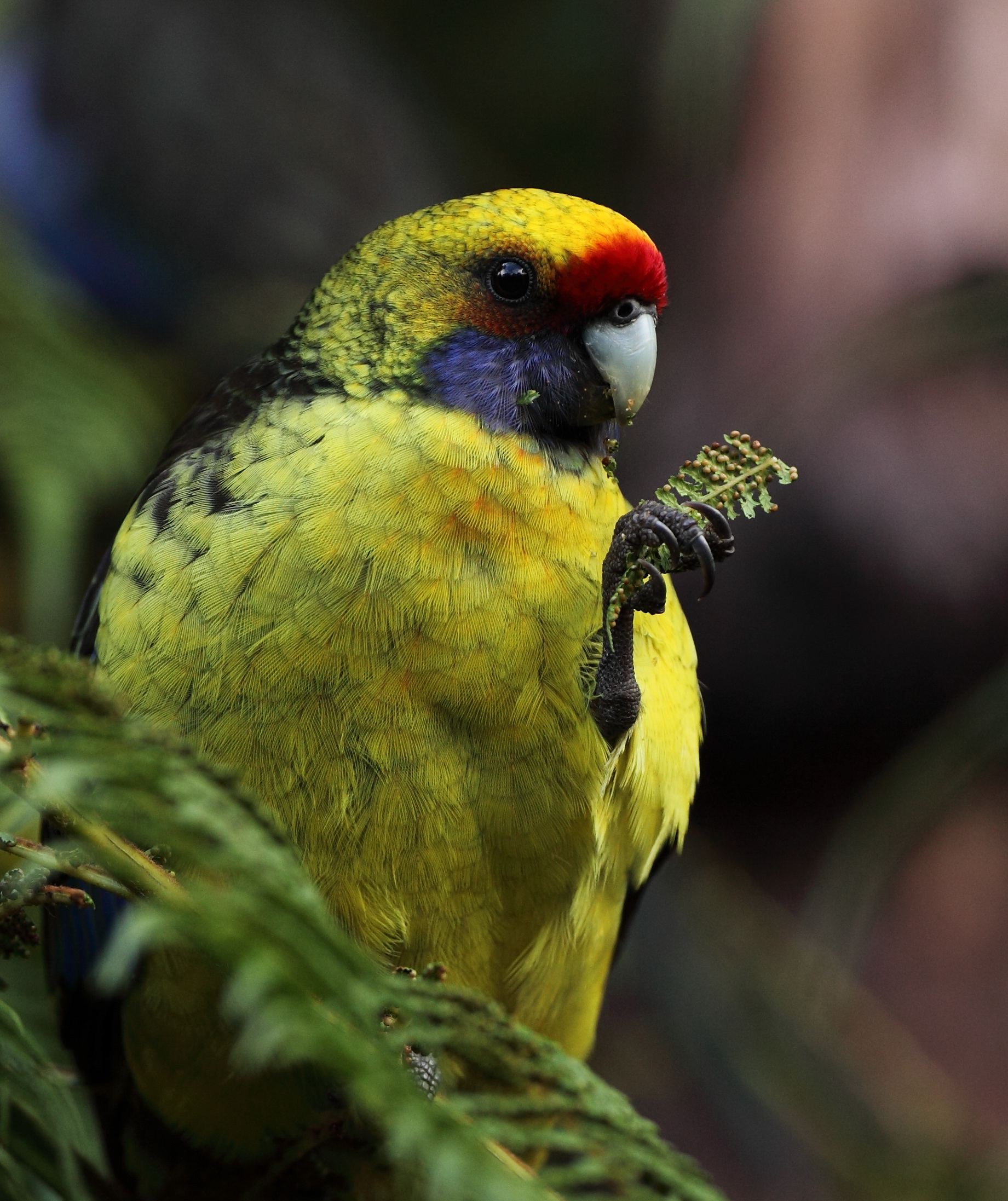 Green Rosella