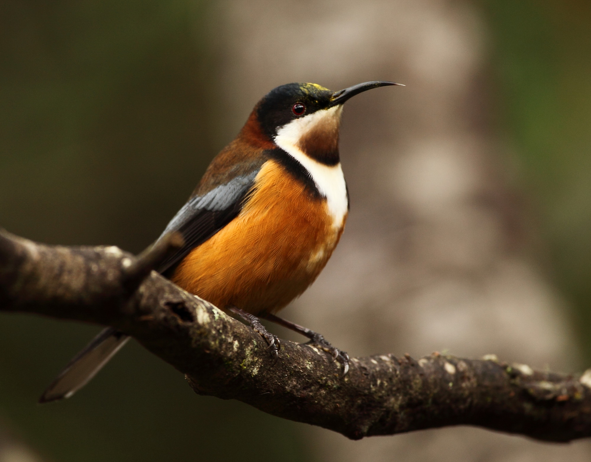 Eastern Spinebill