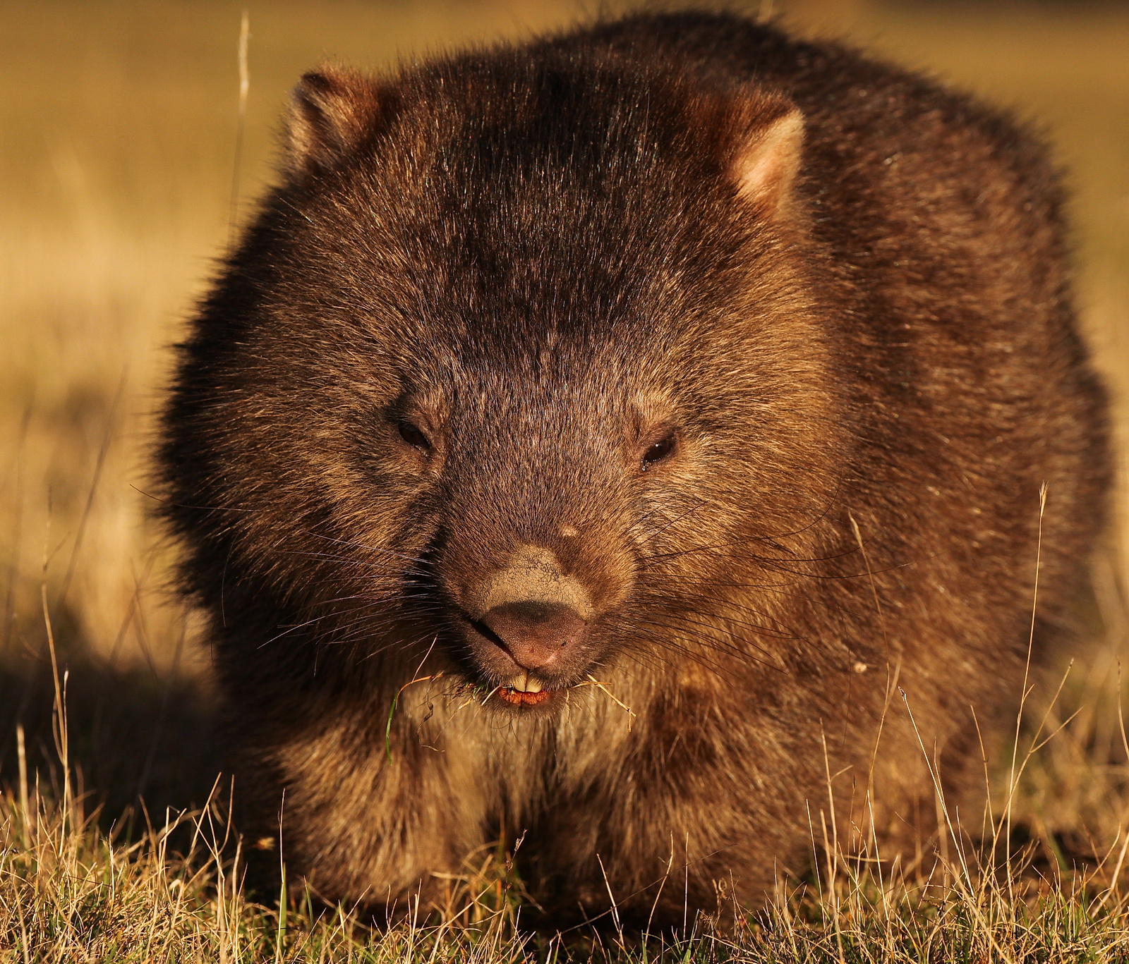 Wombat