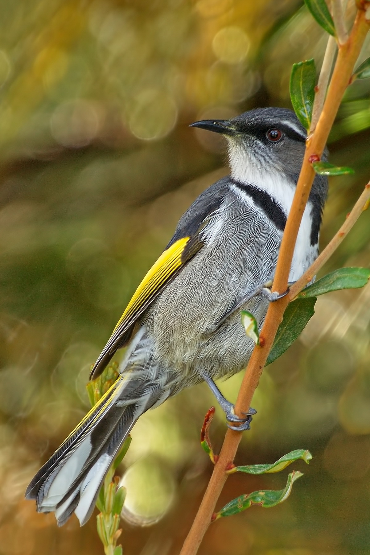 Crescent Honeyeater