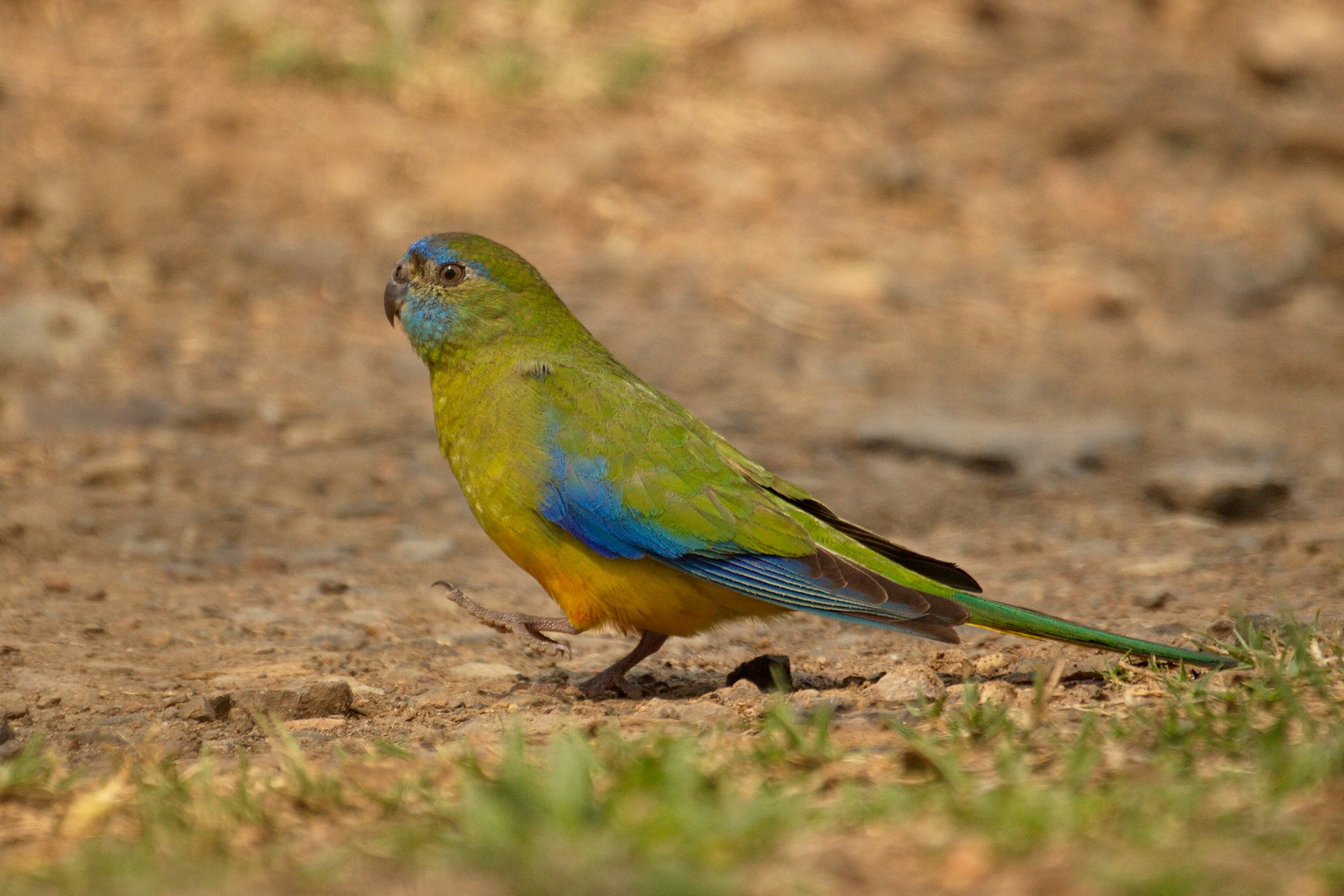 Turquoise Parrot - Female