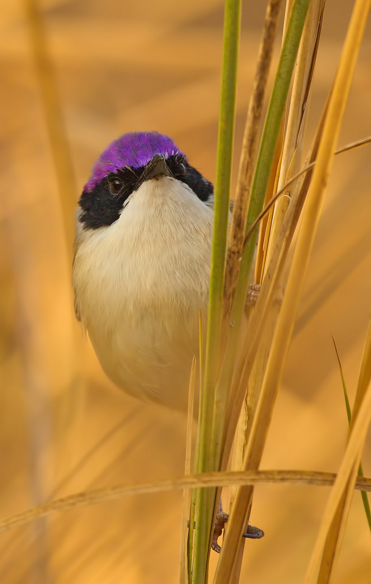 Purple Crowned Fairy Wren