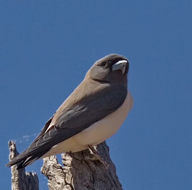 White Breasted Woodswallow