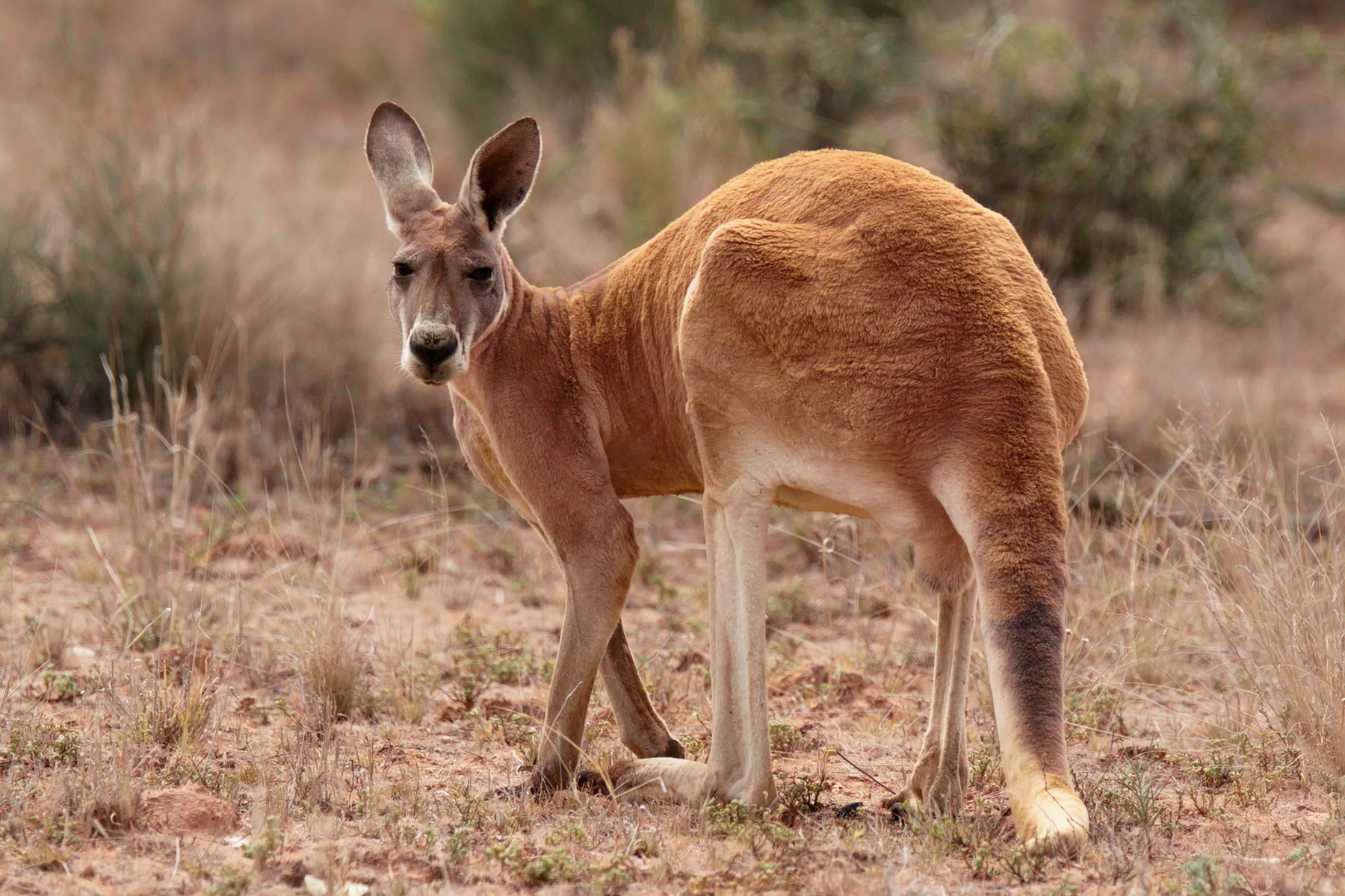 Red Kangaroo - Male