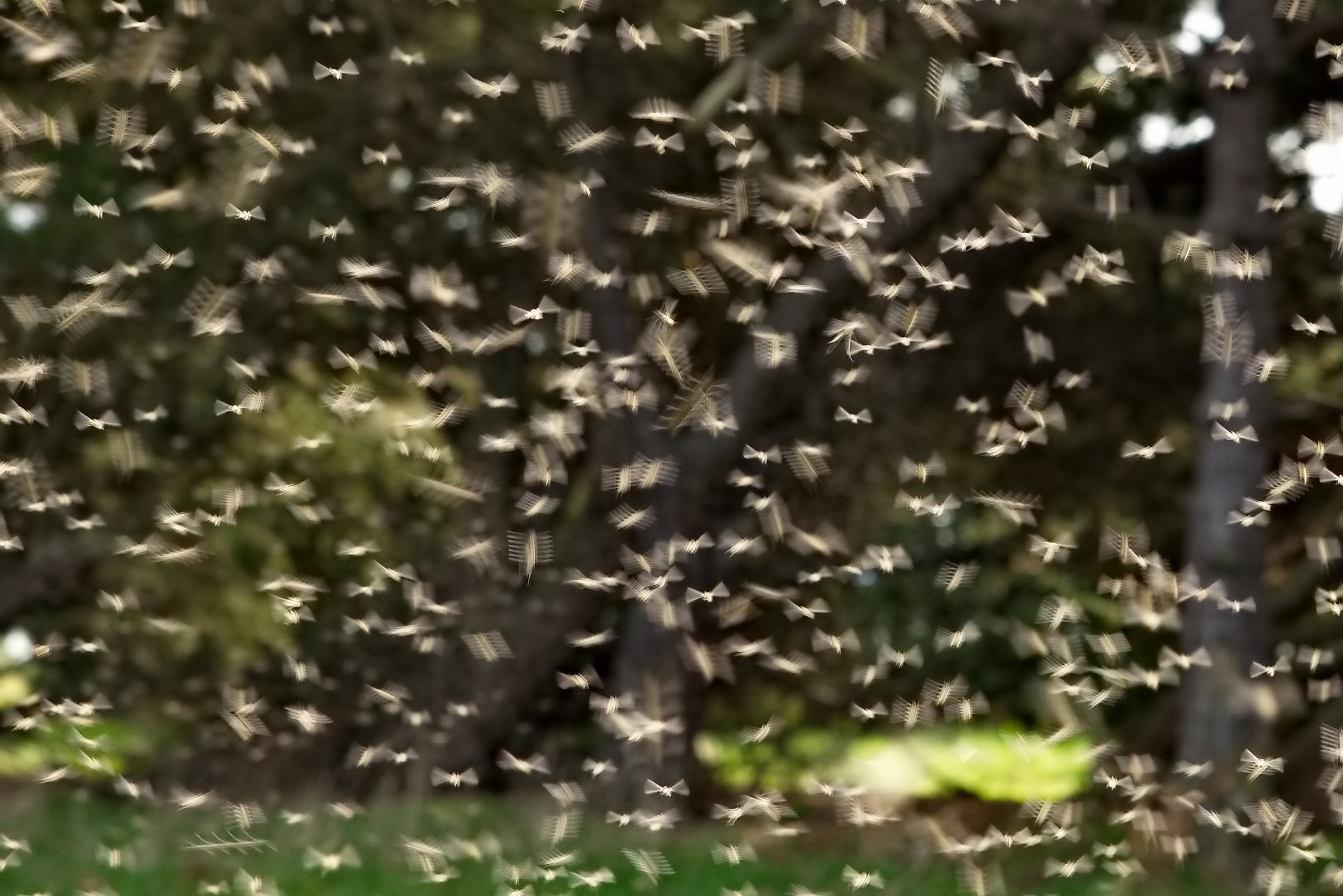 Lake Flies - Wing Beats at 350 per second!  View the Original size.