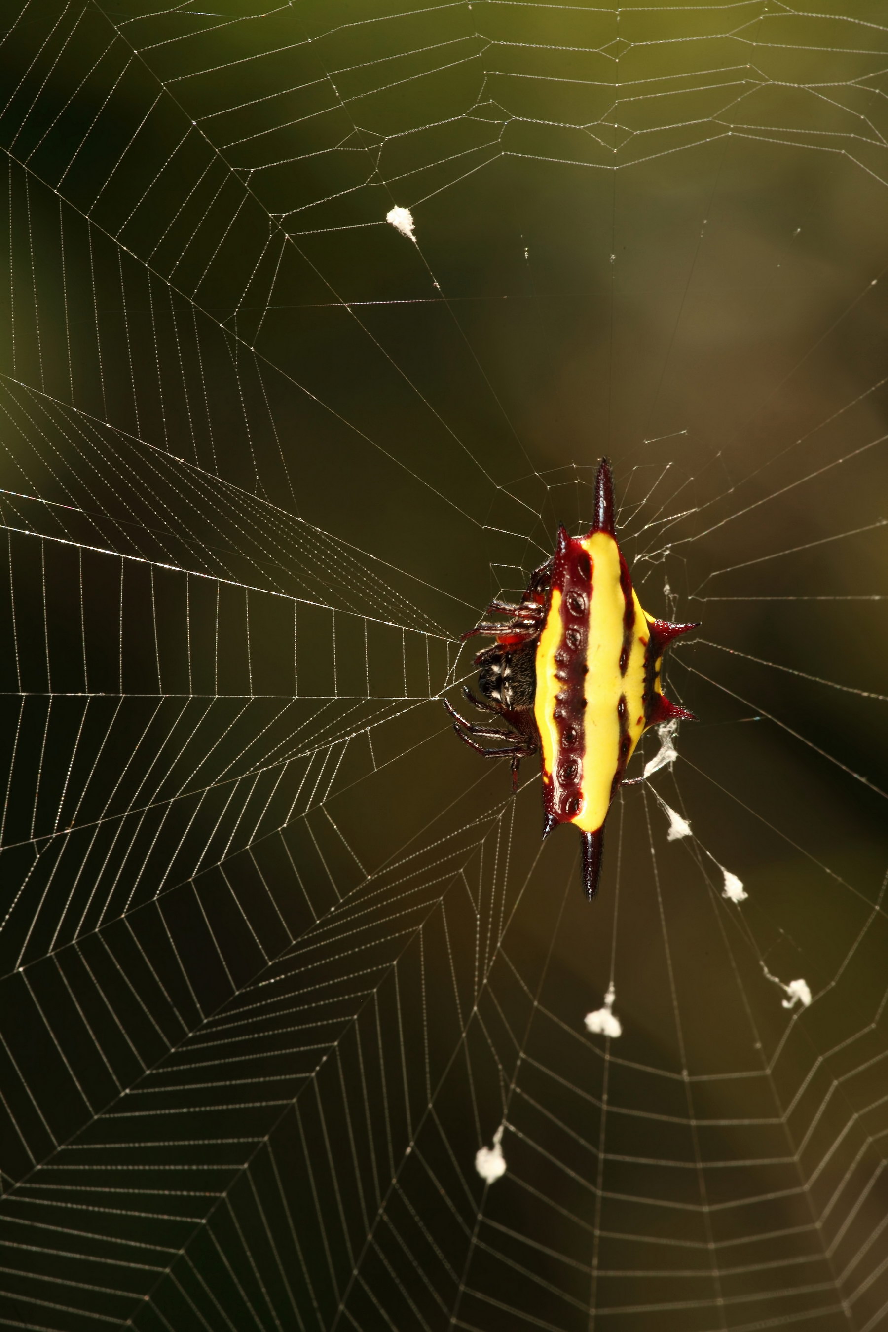 Spiny Spider