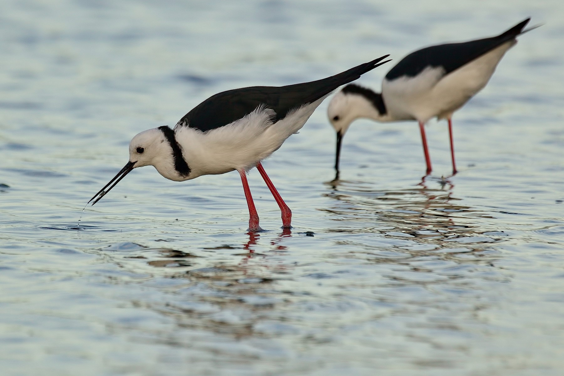 Pied Stilts 