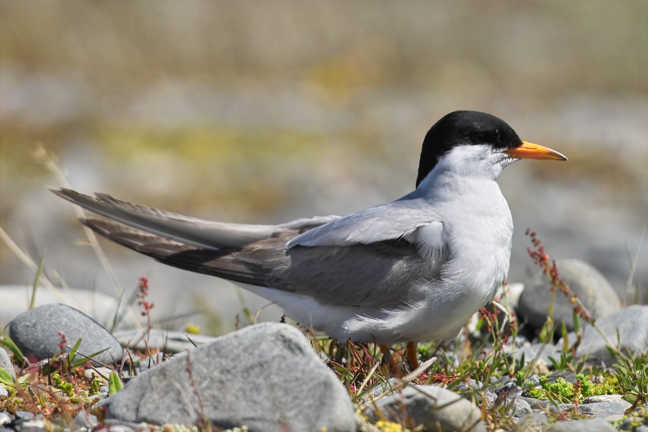 Black Fronted Tern