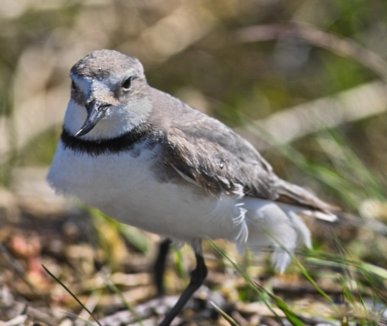 Wrybill  - Bent Beak.