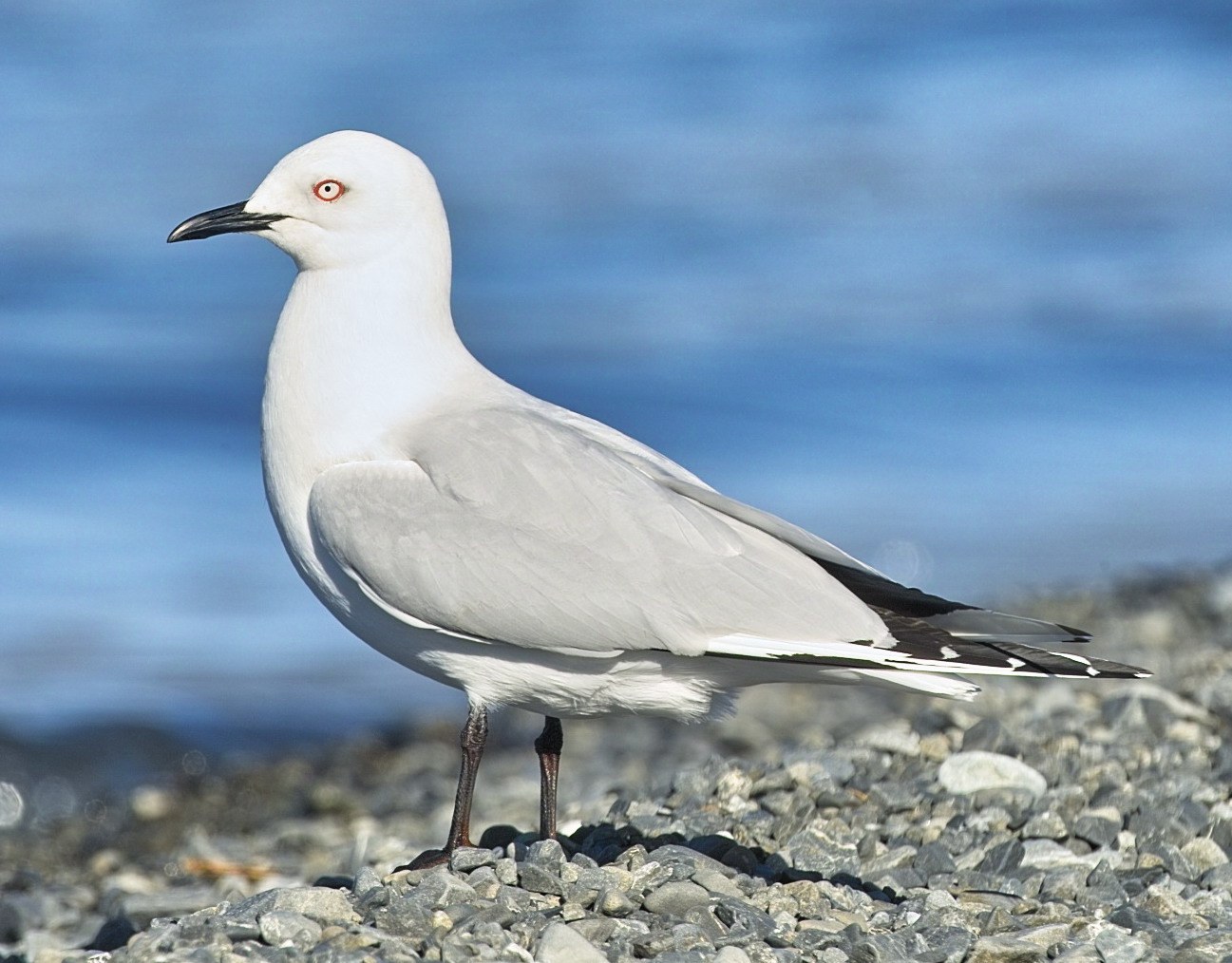 Black Billed Gull