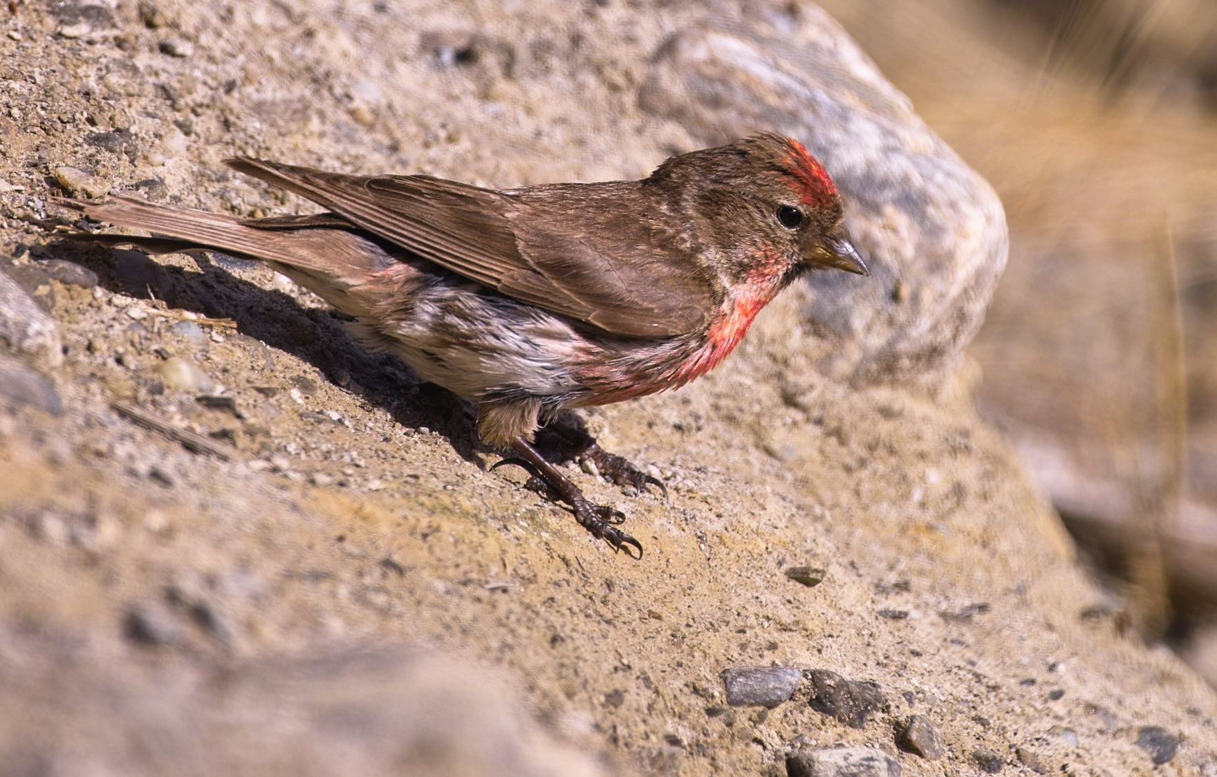 Male Redpoll - (Carduelis flammea)