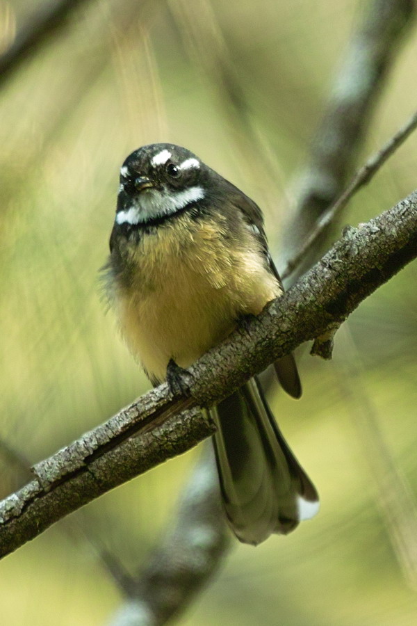 Grey Fantail