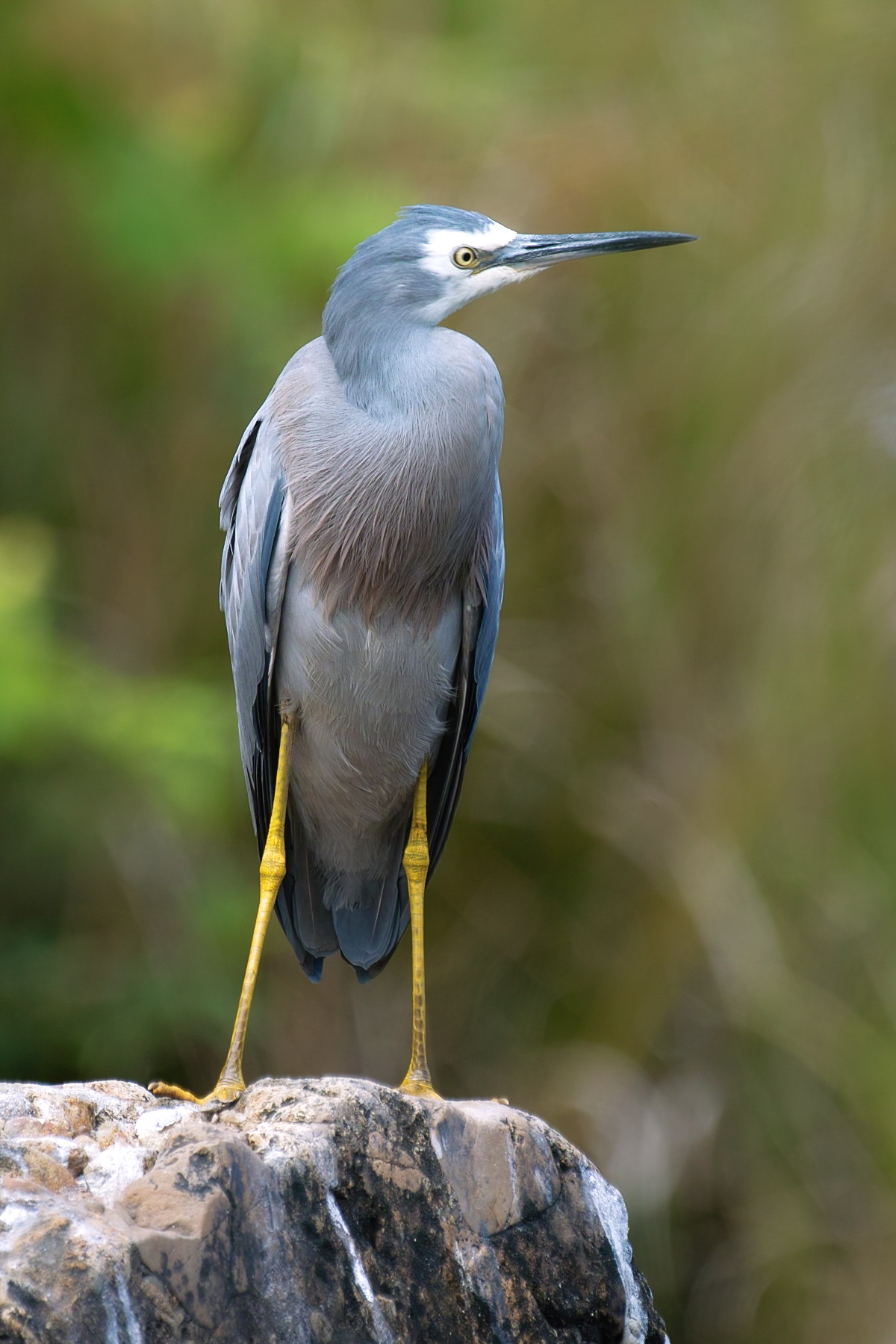 White Faced Heron