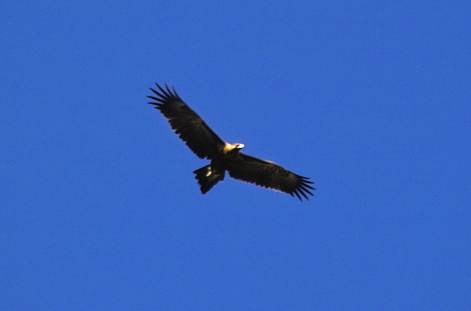 Wedgetail Eagle