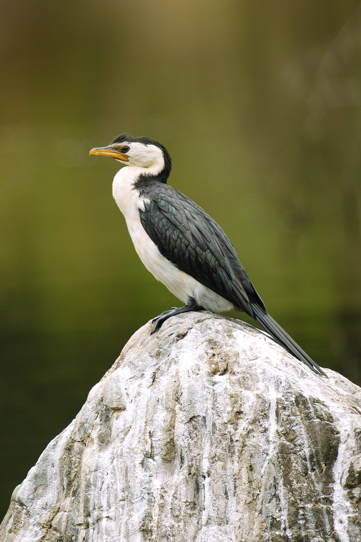 Little Pied Cormorant