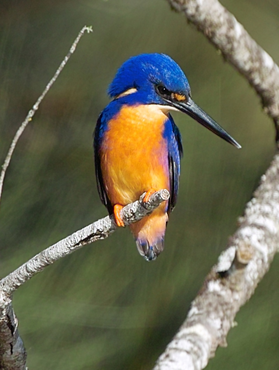 Azure Kingfisher