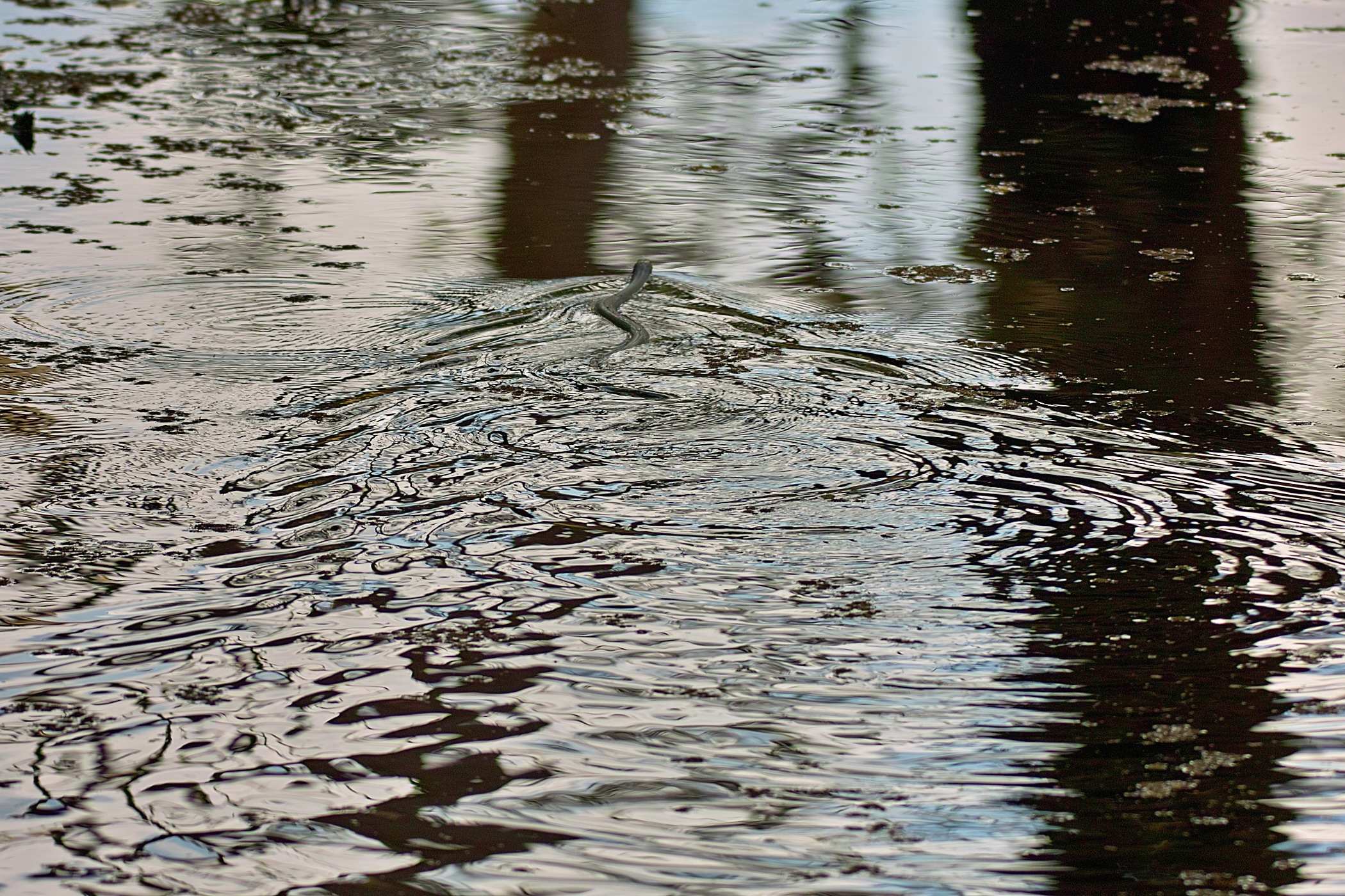 Red Bellied Black Snake - Swimming