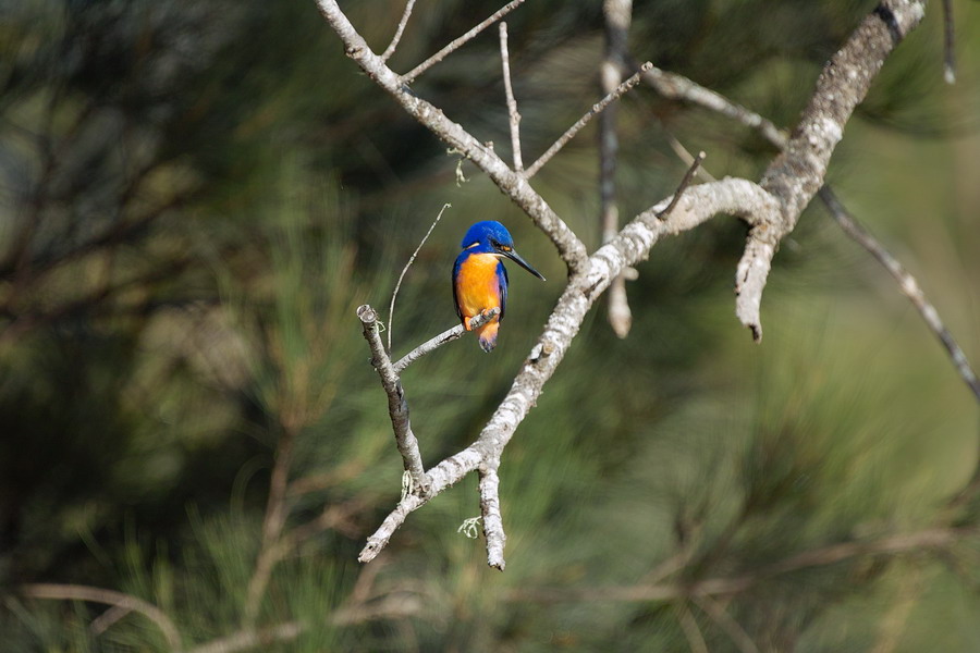 Azure King Fisher