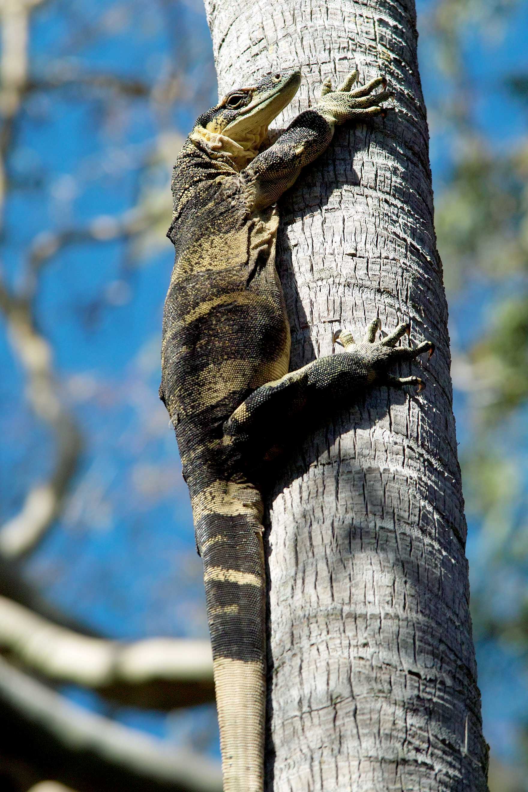 Goanna