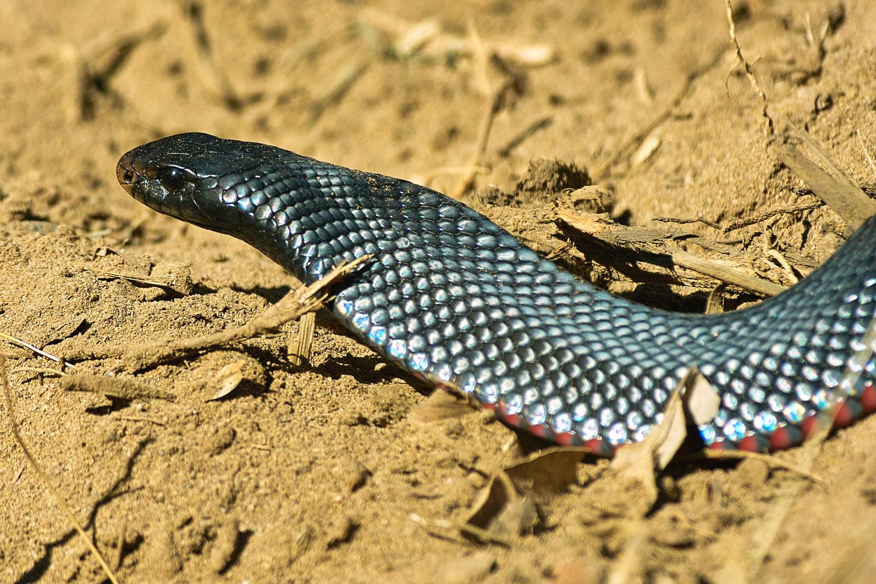 Red Bellied Black Snake