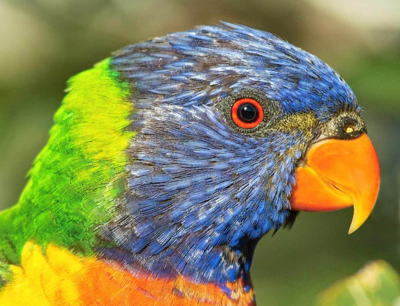 Rainbow Lorikeet