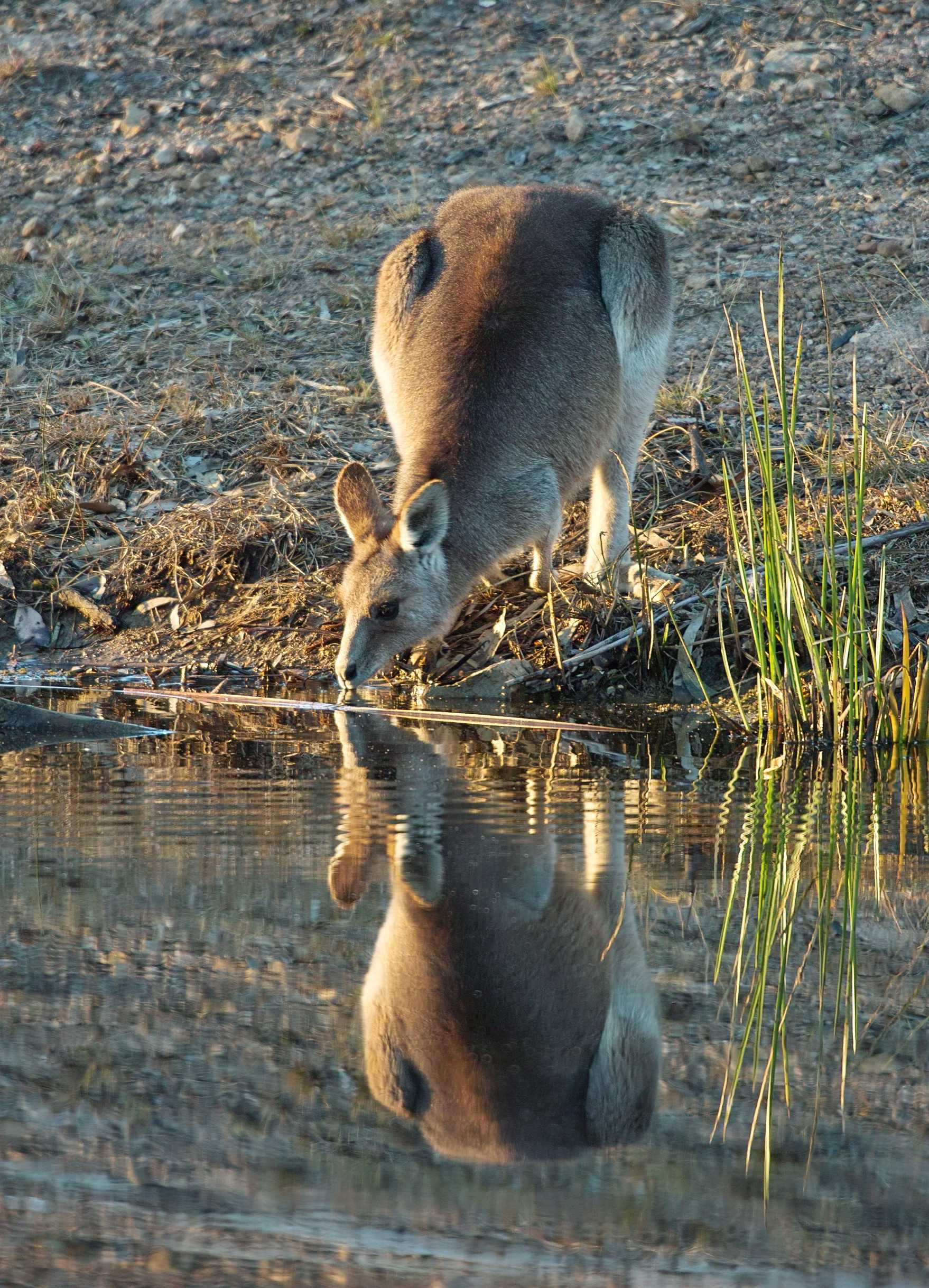 Evening Drink