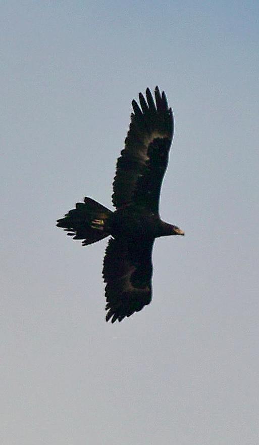 Wedgetail Eagle