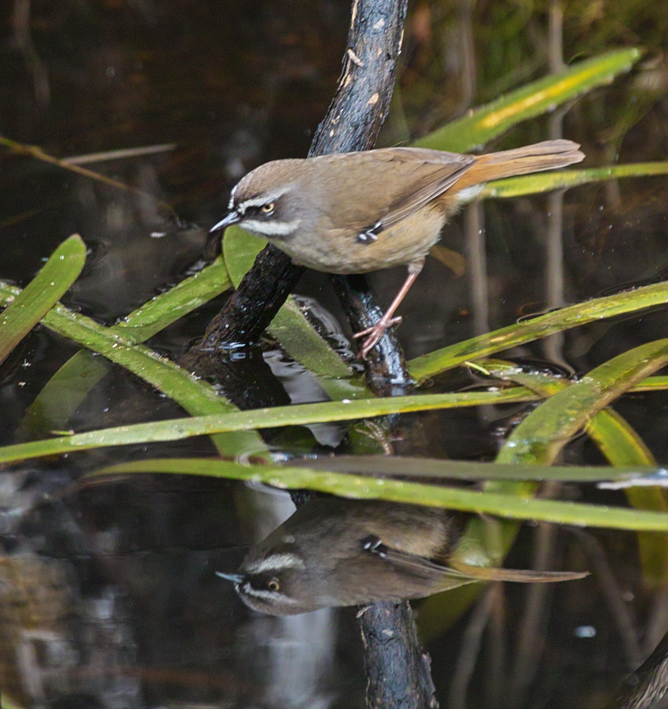 White Browed Scrub Wren