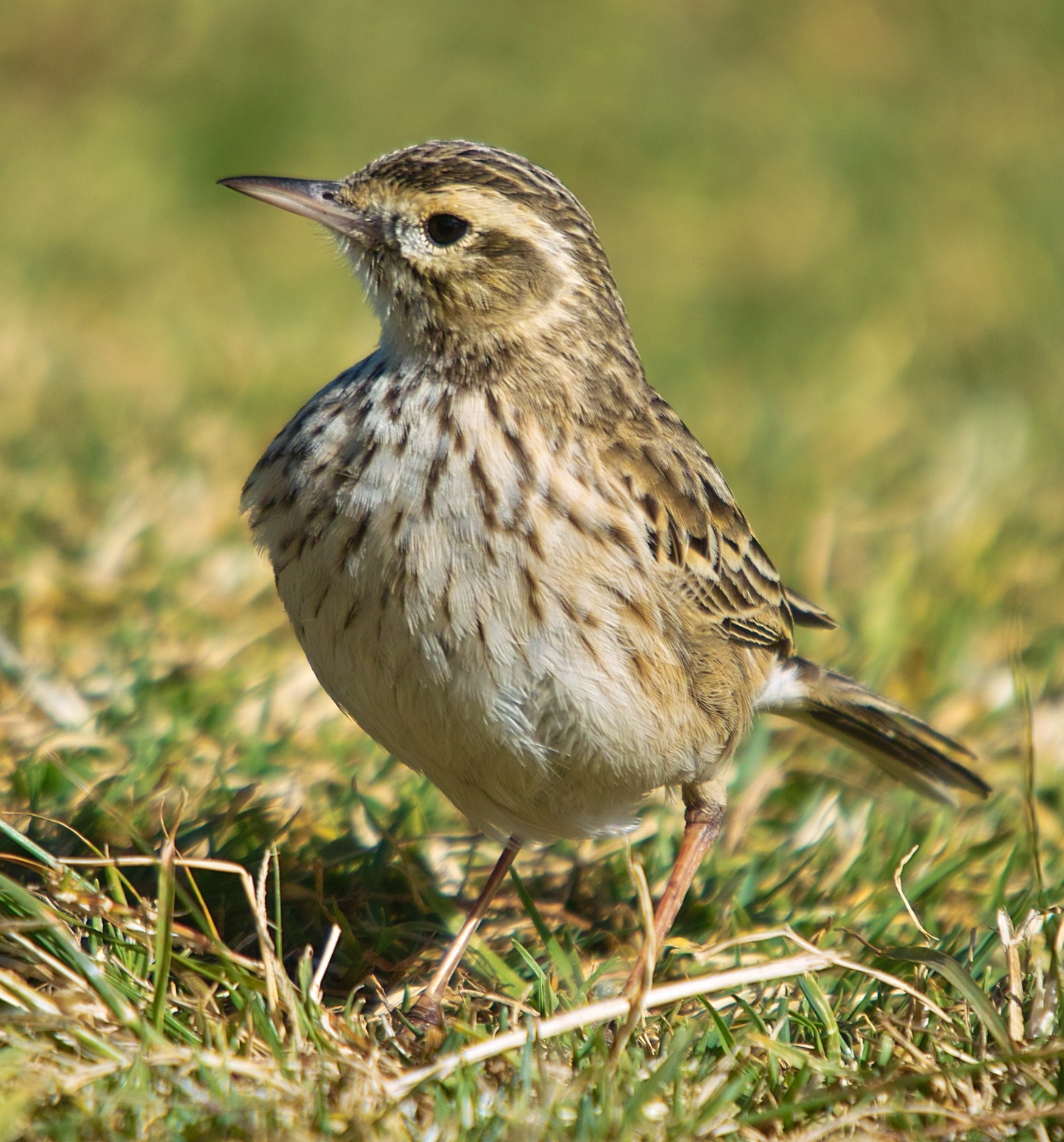 Australian Pipit