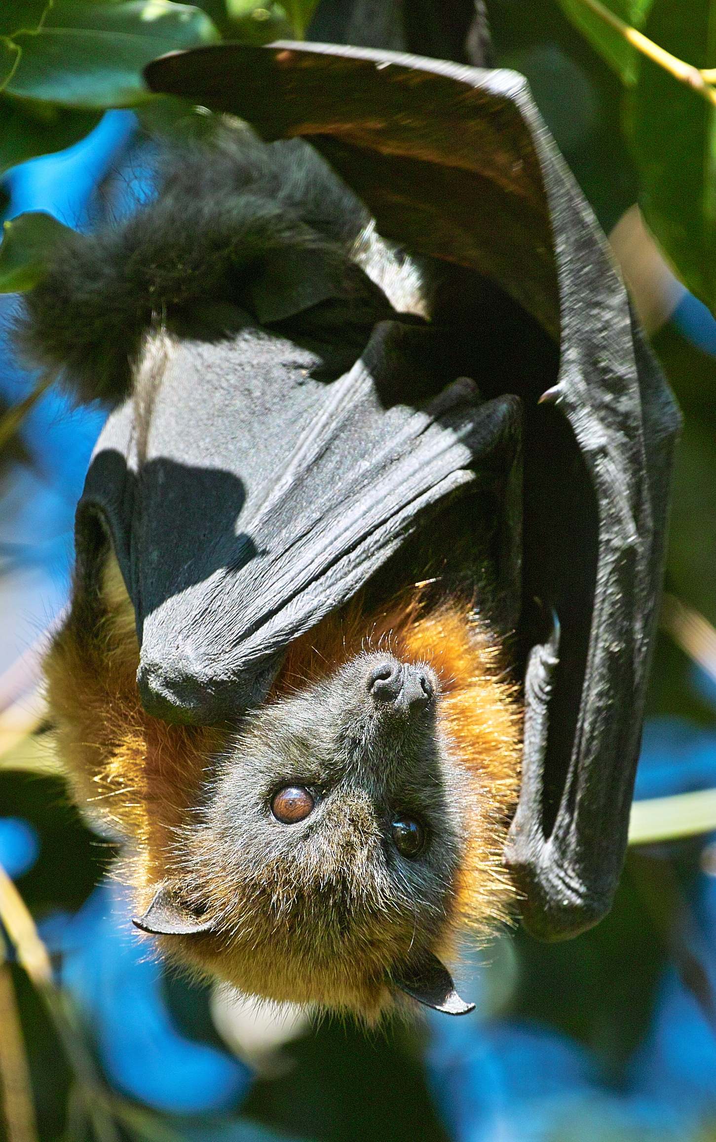 Grey Headed Flying Fox