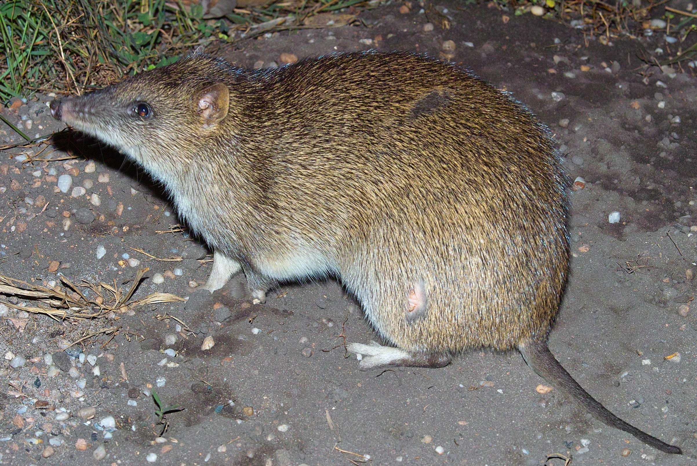 Brown Bandicoot