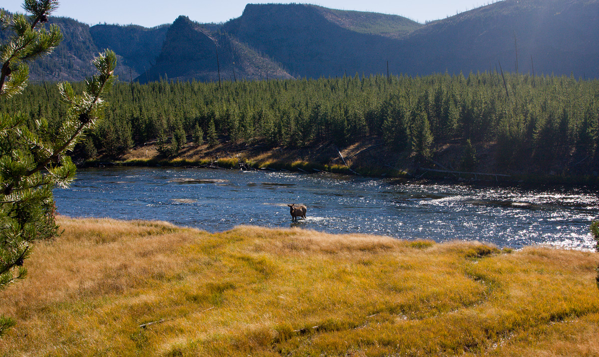 Elk in the Madison River