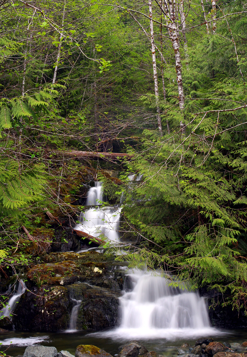 Forest Falls
