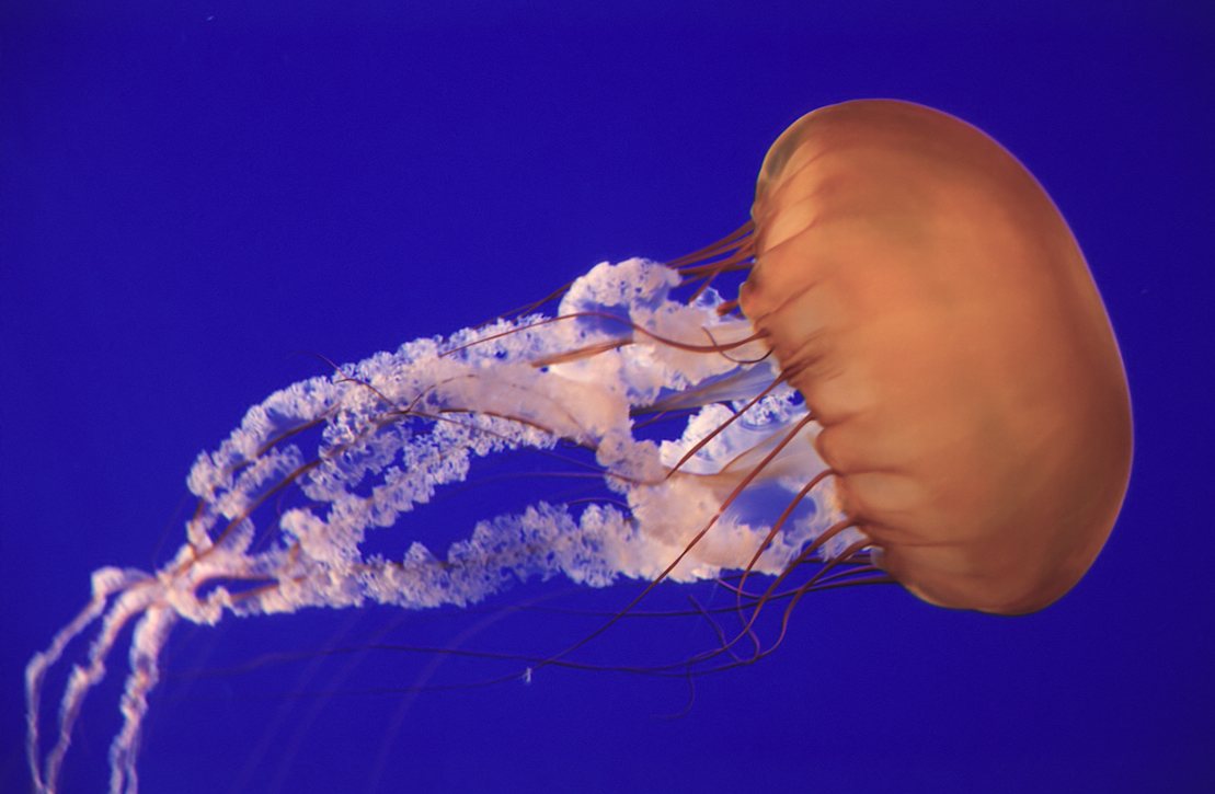 0-23-Monterey Aquarium