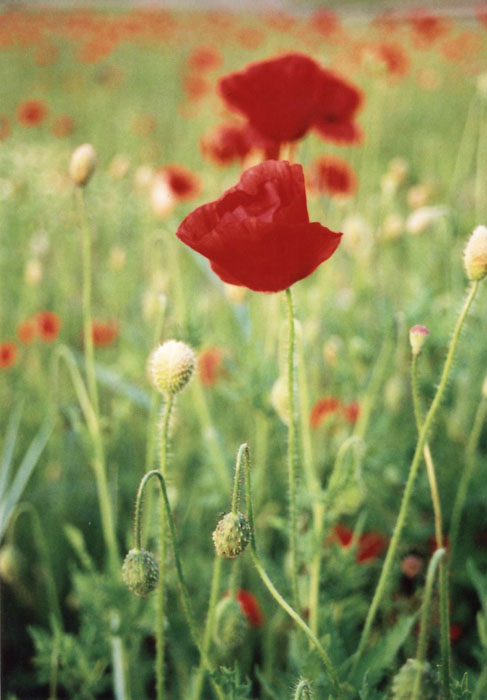 Coquelicots aux champs