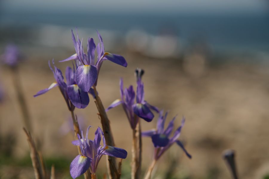 Fleurs de Sicile