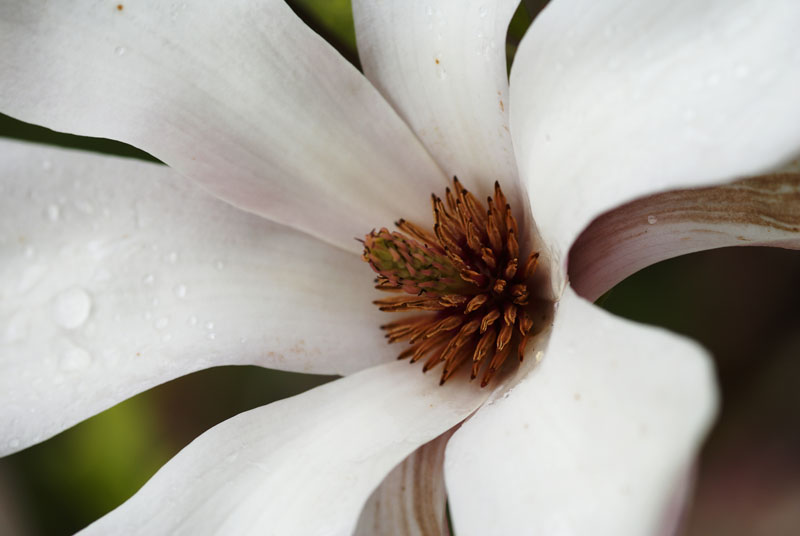Blanche